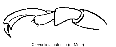 CHRYSOLINA FASTUOSA
