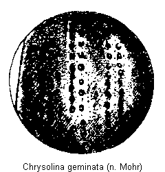 CHRYSOLINA GEMINATA