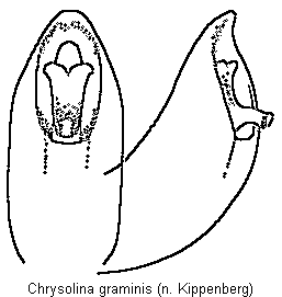 CHRYSOLINA GRAMINIS