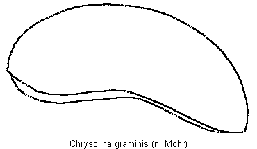 CHRYSOLINA GRAMINIS