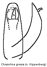 CHRYSOLINA GROSSA