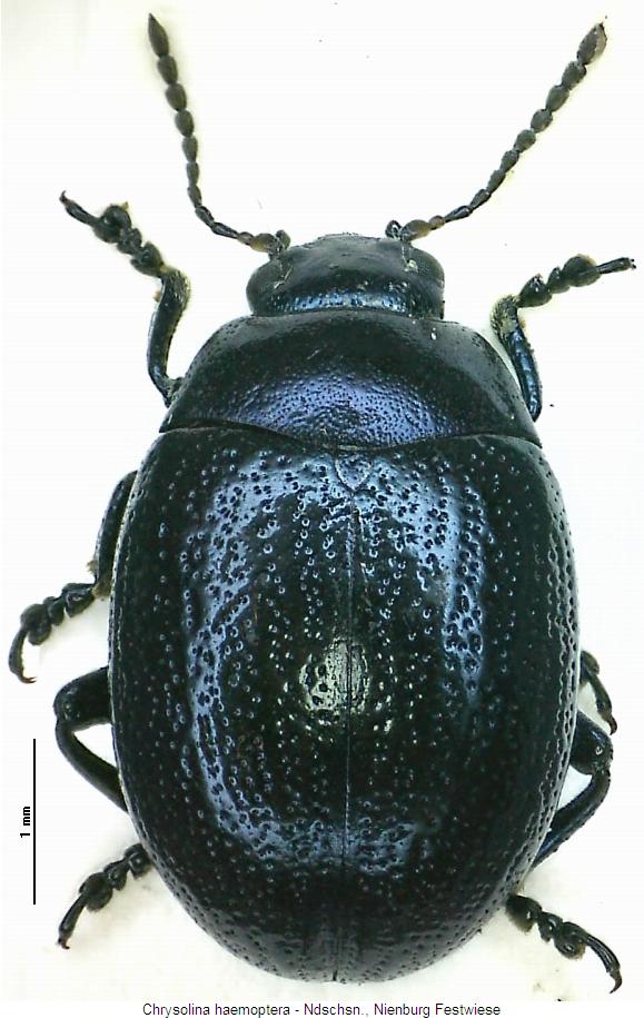 CHRYSOLINA HAEMOPTERA