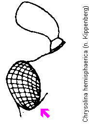 CHRYSOLINA HEMISPHAERICA