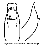 CHRYSOLINA HERBACEA