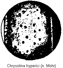 CHRYSOLINA HYPERICI