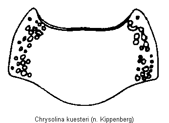 CHRYSOLINA KUESTERI