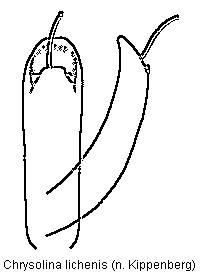 CHRYSOLINA LICHENIS