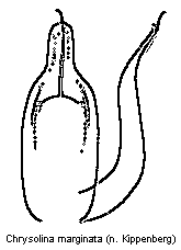 CHRYSOLINA MARGINATA