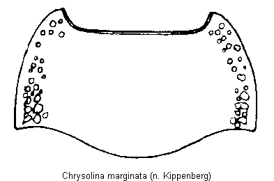 CHRYSOLINA MARGINATA