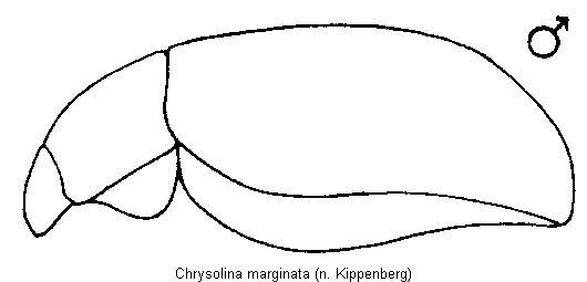 CHRYSOLINA MARGINATA