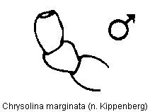 CHRYSOLINA MARGINATA