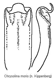CHRYSOLINA MORIO