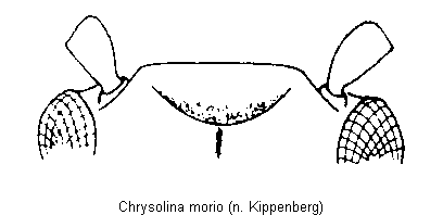 CHRYSOLINA MORIO