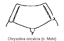 CHRYSOLINA ORICALCIA