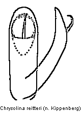 CHRYSOLINA REITTERI