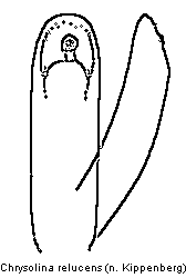 CHRYSOLINA RELUCENS