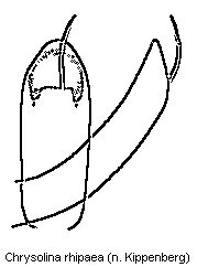 CHRYSOLINA RHIPAEA