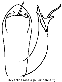 CHRYSOLINA ROSSIA