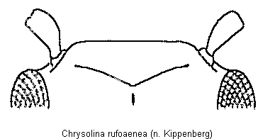 CHRYSOLINA RUFOAENEA
