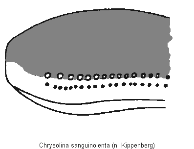 CHRYSOLINA SANGUINOLENTA
