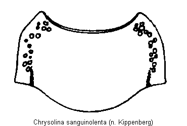 CHRYSOLINA SANGUINOLENTA