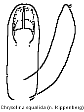 CHRYSOLINA SQUALIDA