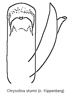 CHRYSOLINA STURMI