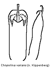 CHRYSOLINA VARIANS