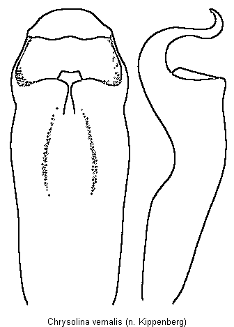 CHRYSOLINA VERNALIS