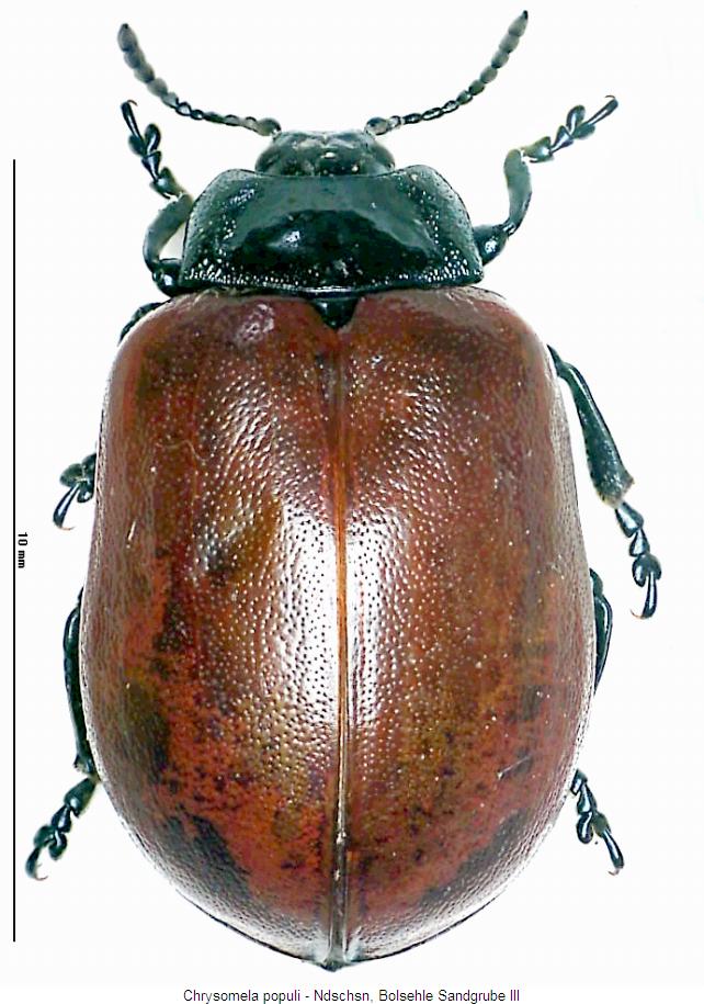 CHRYSOMELA POPULI