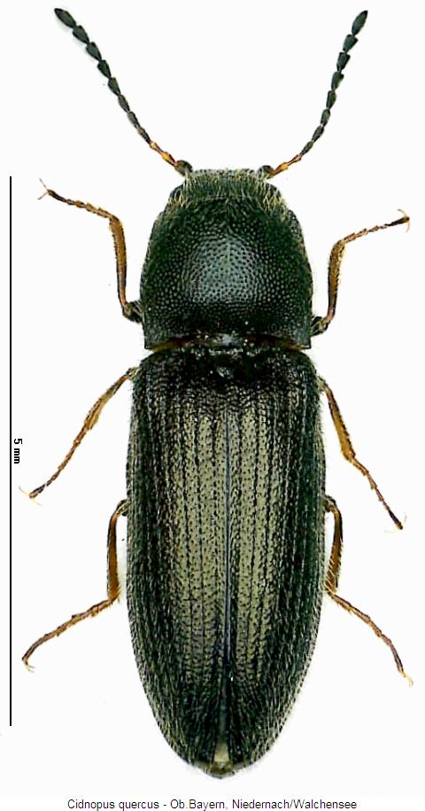 CIDNOPUS QUERCUS