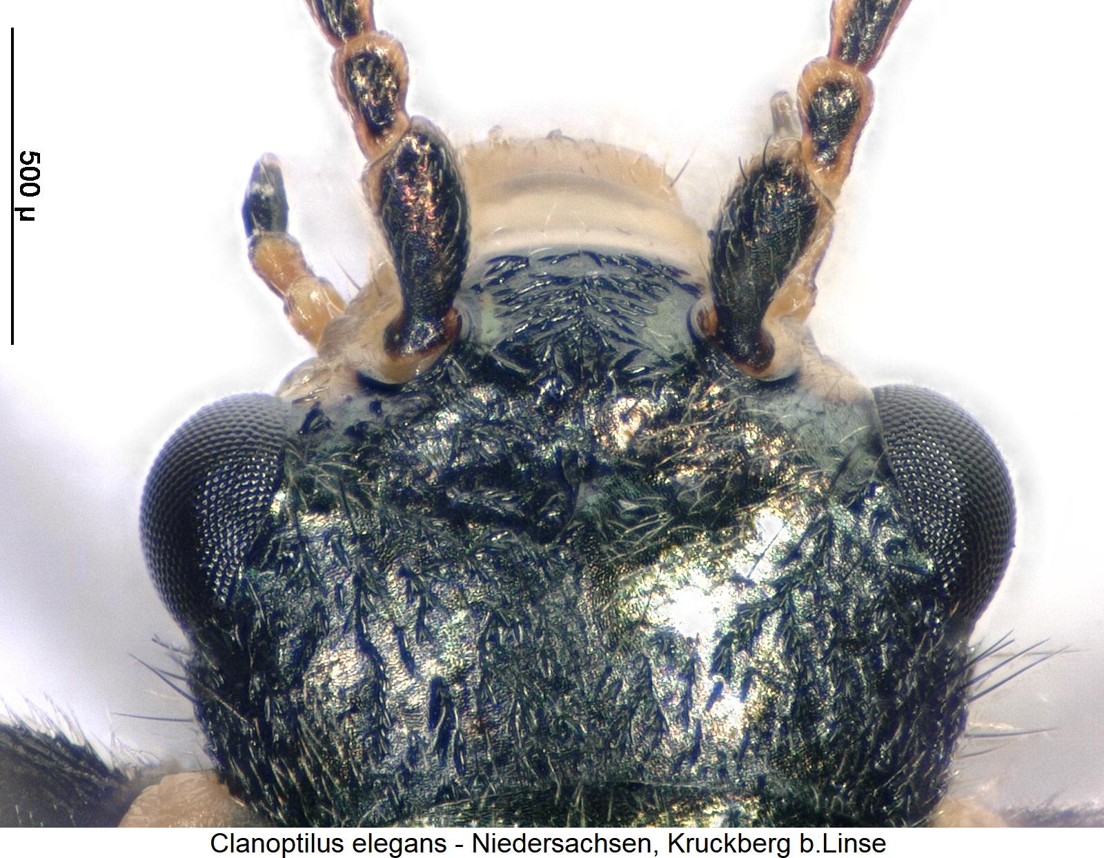 CLANOPTILUS ELEGANS