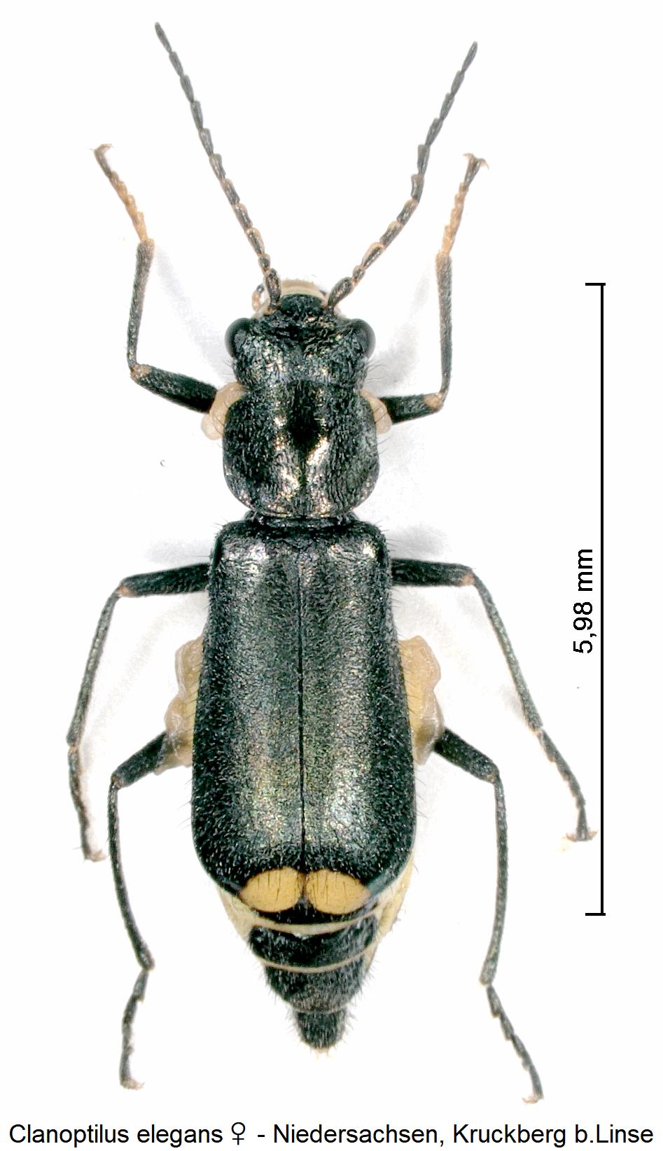 CLANOPTILUS ELEGANS