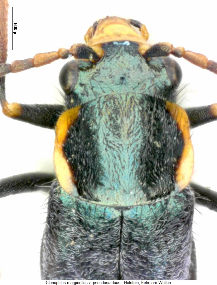 CLANOPTILUS PSEUDOSARDOUS