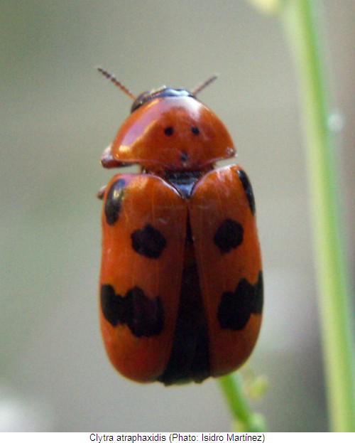 CLYTRA ATRAPHAXIDIS