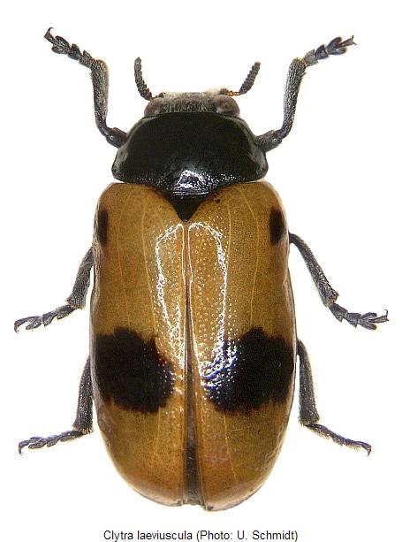 CLYTRA LAEVIUSCULA