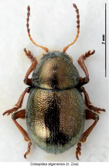COLASPIDEA ALGARVENSIS