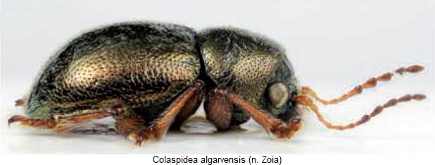 COLASPIDEA ALGARVENSIS