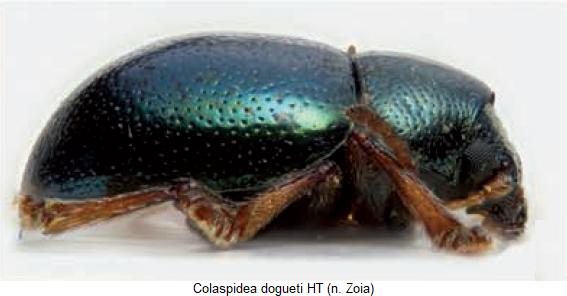 COLASPIDEA DOGUETI