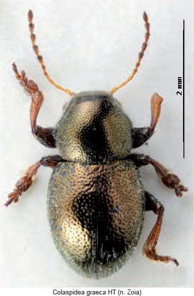 COLASPIDEA GRAECA