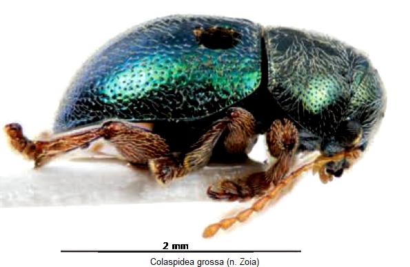 COLASPIDEA GROSSA