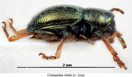 COLASPIDEA NITIDA