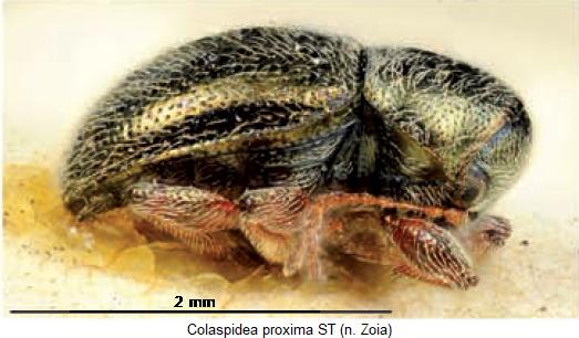COLASPIDEA PROXIMA