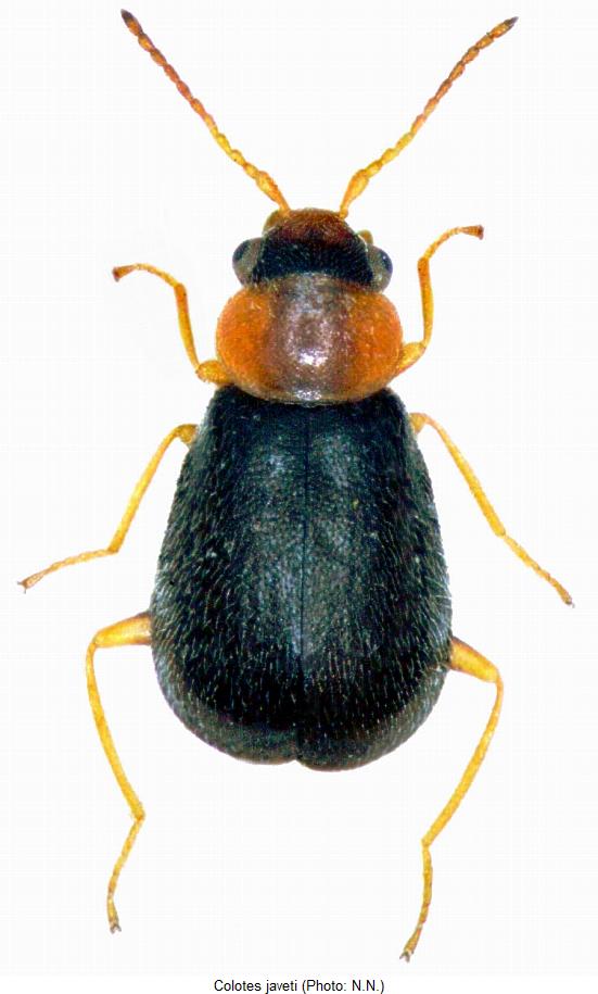 COLOTES JAVETI