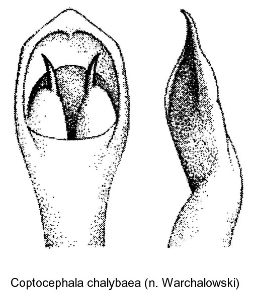 COPTOCEPHALA CHALYBAEA
