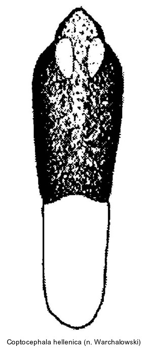 COPTOCEPHALA HELLENICA