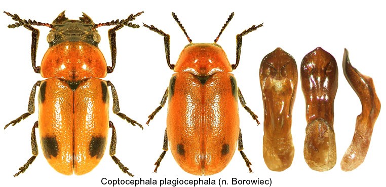 COPTOCEPHALA PLAGIOCEPHALA