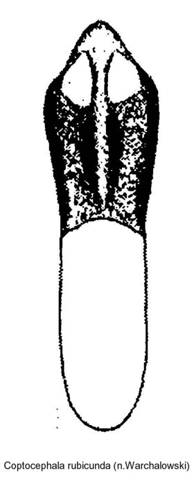 COPTOCEPHALA RUBICUNDA
