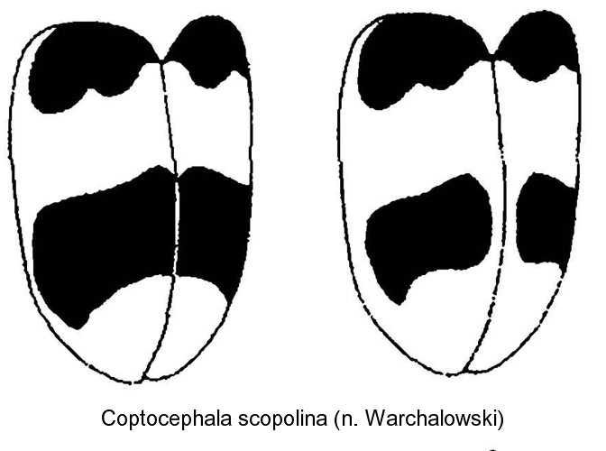 COPTOCEPHALA SCOPOLINA