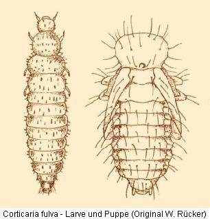 CORTICARIA FULVA